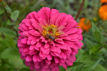 Obraz premium Flower major. Zinnia elegans. Flower pink. Bee. close-up. Garden. Field. Floriculture. Large flowerbed. Horizontal photo