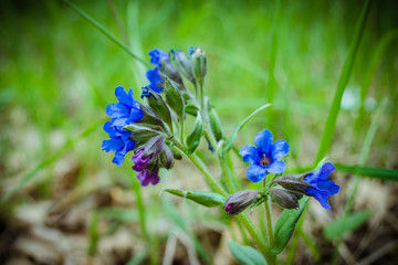 A small blue flower. Close-up of blue summer flowers. Macro flower in wild nature. The best spring flowers and plants. Pulmonaria (lungwort) flowers  of violet. The first spring flowers.