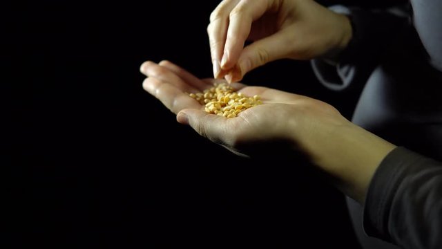 Close-up of a human hand, fingering a handful of split peas in the palm of a hand against a black background, preparing for sowing.