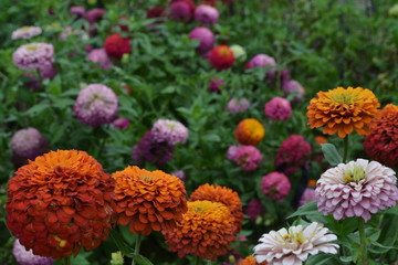 Flower major. Zinnia elegans. Many different colors of flowers - orange, pink, red. Garden. Floriculture. Large flowerbed. Horizontal