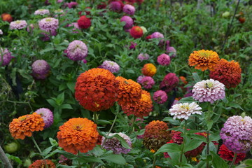 Flower major. Zinnia elegans. Many different colors of flowers - orange, pink, red. Large flowerbed. Garden. Field. Horizontal photo
