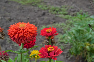 Flower major. Zinnia elegans. Many flowers of different colors - orange, red. Garden. Field. Floriculture. Large flowerbed. Horizontal