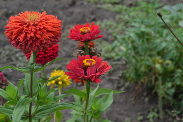 Flower major. Zinnia elegans. Many flowers of different colors - orange, red. Garden. Field. Floriculture.Horizontal