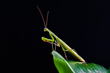 Mantis from family Sphondromantis (probably Spondromantis viridis) lurking on the green leaf