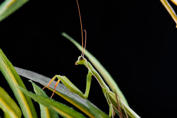 Mantis from family Sphondromantis (probably Spondromantis viridis) lurking on the green leaf