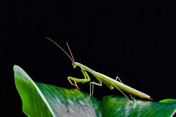 Mantis from family Sphondromantis (probably Spondromantis viridis) lurking on the green leaf