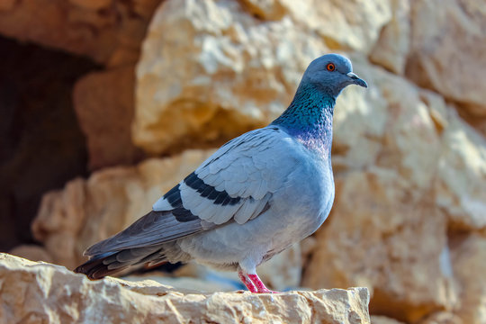 A pigeon is in the desert of Israel