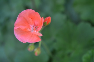 Fototapeta premium Geranium pink. Pelargonium. Garden plants. Flowers. Useful houseplant. Beautiful inflorescence. Close-up