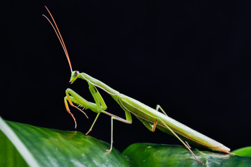 Mantis from family Sphondromantis (probably Spondromantis viridis) lurking on the green leaf