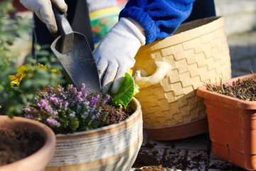 Planting spring flowers into pots, primrose and heather in garden, gardening in spring season
