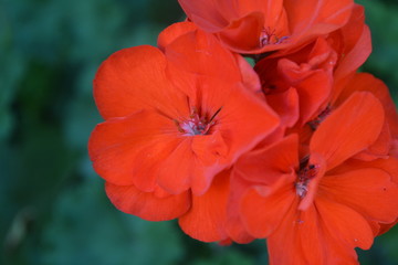Geranium red. Pelargonium. Garden plants. Flower. Beautiful inflorescence. Against the background of green leaves. Close-up. Horizontal photo