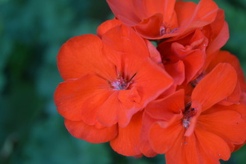 Geranium red. Pelargonium. Garden plants. Flower. Beautiful inflorescence. Against the background of green leaves