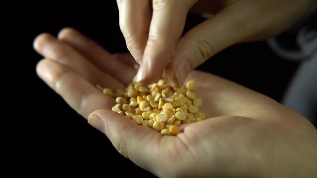 Close-up of a human hand, fingering a handful of split peas in the palm of a hand against a black background, preparing for sowing.