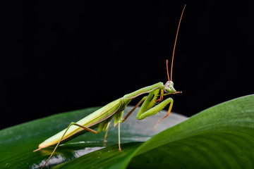 Mantis from family Sphondromantis (probably Spondromantis viridis) lurking on the green leaf