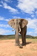 Fototapeta na wymiar Afrikanischer Elefant von vorne