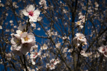 Almond tree full of flowers