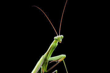 Mantis from family Sphondromantis (probably Spondromantis viridis) lurking on the green leaf