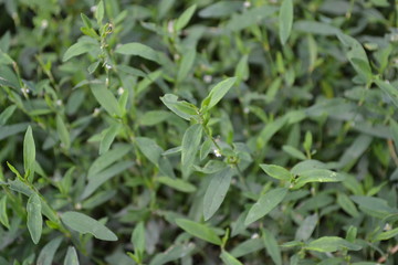 Green grass. Polygonum aviculare. Medicinal plant. Fodder plant. Close-up. Horizontal photo