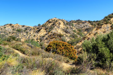 Hiking trail in tall dry brush