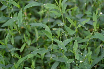 Green grass. Polygonum aviculare. Medicinal plant. Fodder plant. Horizontal photo