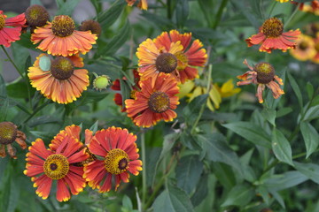 Helenium. Helenium Konigstiger. Helenium autumnale. Bush Helenium. Green leaves. Close-up. Horizontal photo