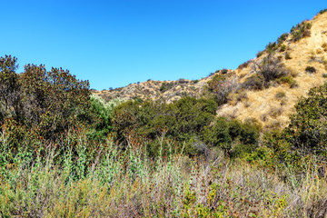Fototapeta na wymiar Tall bushes grow in dry desert mountains of Southern California