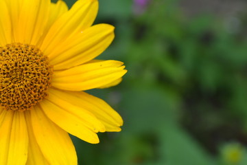 Heliopsis helianthoides. Perennial. Similar to the daisy. Tall flowers. Flowers are yellow. Close-up. On blurred background. It's sunny. Garden. Flowerbed. Horizontal photo