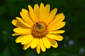 Heliopsis helianthoides. Perennial. Similar to the daisy. Tall flowers. Flowers are yellow. Close-up. On blurred background. It's sunny. Garden. Horizontal photo