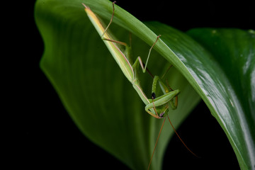 Mantis from family Sphondromantis (probably Spondromantis viridis) lurking on the green leaf