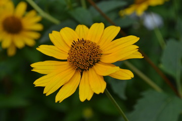Heliopsis helianthoides. Perennial. Similar to the daisy. Tall flowers. Flowers are yellow. It's sunny. Garden. Floriculture. Horizontal photo