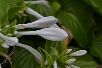 Hosta. Hosta plantaginea. Hemerocallis japonica. Floral bushes. Large leaves are green in color. White flower similar to a lily. Garden. Flowerbed
