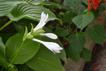 Hosta. Hosta plantaginea. Hemerocallis japonica. Floral bushes. Large leaves are green in color. White flower similar to a lily. Garden. Flowers. Horizontal photo