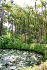 jardin exotique en Martinique