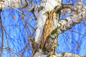 owl hid on the background of birch