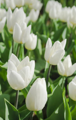 Beautiful white tulips closeup. Flower background. Summer garden landscape design. Spring holiday card, floral background. Selective focus