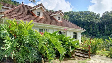 jardin exotique en Martinique