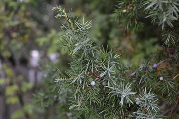 Juniper. Juniperus communis. The branches of a juniper. Juniper berries. Close-up. Flowerbed. Horizontal