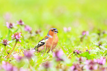 spring story bird sings in thickets of flowers