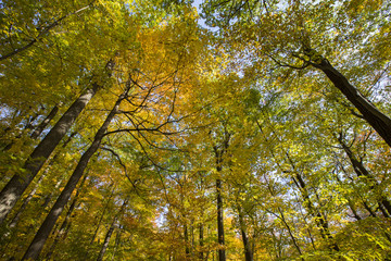 Fall colors in Quebec, Canada