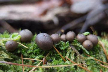 Grzyb rulik nadrzewny Lycogala epidendrum © Iwona