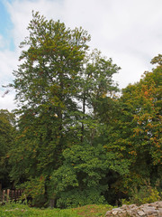 Burg Dagstuhl - Burgruine Dagstuhl im Saarland
