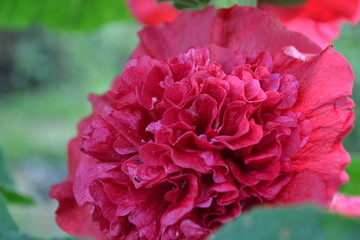Mallow. Malva. Alcea. Large, curly flowers. The flower similar to a rose. Red, burgundy. Close-up. Garden. Flowerbed