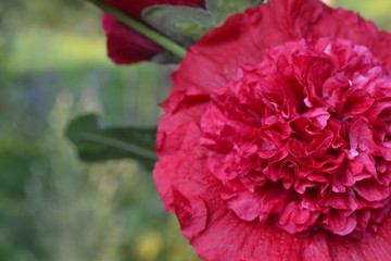 Mallow. Malva. Alcea. Large, curly flowers. The flower similar to a rose. Red, burgundy. Close-up. Sun rays. Flowerbed. Horizontal