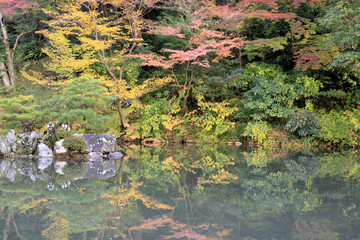 colored maple trees, momijis, in autumn , at Kenroku en garden in Kanazawa  Japan