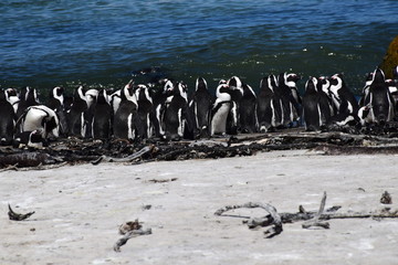 Fototapeta premium Brillenpinguin