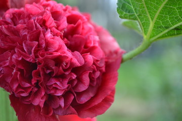 Mallow. Malva. Alcea. Large, curly flowers. The flower similar to a rose. Red, burgundy. Sun rays. Garden. Flowerbed. Horizontal