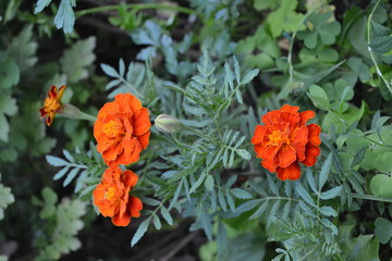 Marigolds. Tagetes. Flowers yellow or orange. Fluffy buds. Green leaves. Flowerbed. Growing flowers. Vertical
