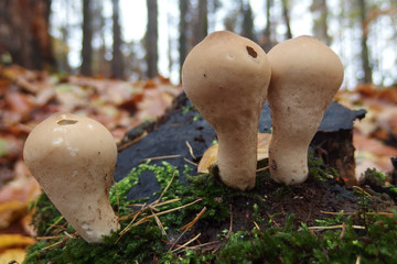 Grzyb - purchawka gruszkowa Lycoperdon pyriforme © Iwona