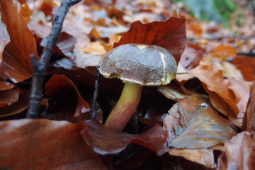 Grzyb - podgrzybek zajączek Boletus subtomentosus © Iwona
