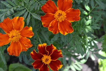 Marigolds. Tagetes. Flowers yellow or orange. Garden. Flowerbed. Green leaves. Growing flowers. Horizontal